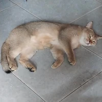 Mèo tiết lộ thông tin 😼