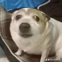 mọi người có ở đó