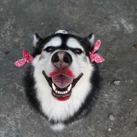 lũ chó ngu bách gia