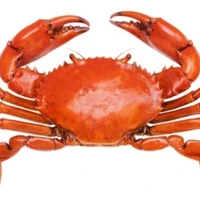 nhỏ cua nè mí độc giả