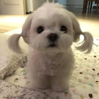 toki (hệ thống171)
