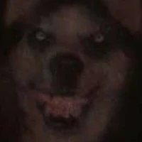 smile dog