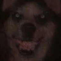 smile dog