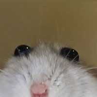 T/g cute