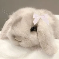 T/g cute 