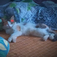_T/G dễ bệnh_