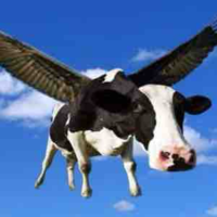 Bitch Cow