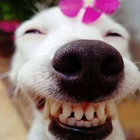 gái xinh nhút nách