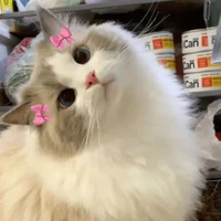 Nhóm của cậu💫