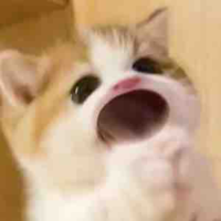 Ý