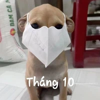 nhỏ t/g