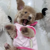 TongTai Lory☆