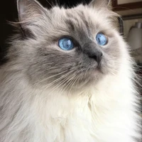 Hida ( Hải Đăng )