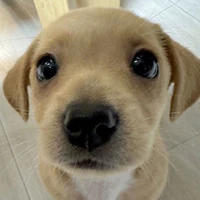 Tác Giả đẹp trai 😼