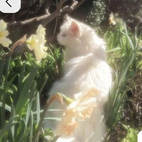 lily