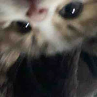 ọc ọc :<
