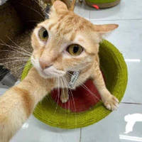 hảo hảo(mồn lèo)