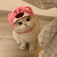 hệ thống meo meo