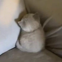 Tg(ht) con mèo của phone