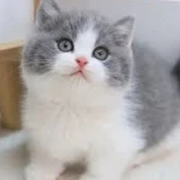Meow meow