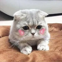 Hệ thống Cuteo