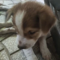 toác gioả