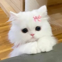 •|_bé bim nek_|•