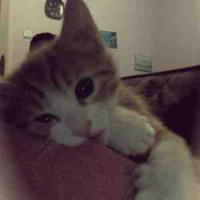 meow