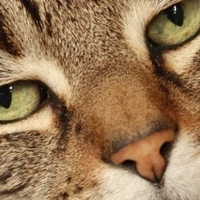 đa số nhận vật