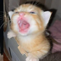 Hé Lô Kít Meo💤