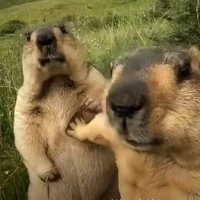 nhóm ???