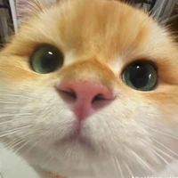 Chuột🐭(Tác giả)