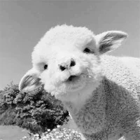 Beeeee