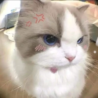 mèo