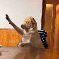 Chó “hiền”🐶