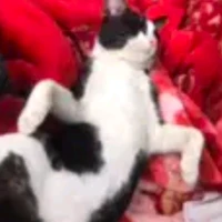 Khả Hân:))
