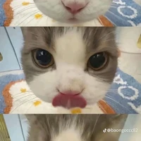Tgiả
