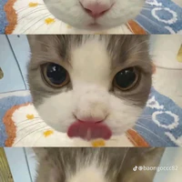 Tgiả
