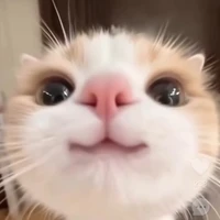 Nguyễn Quang Meow | Bột