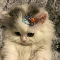 TG😼🤘