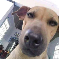 con chóa