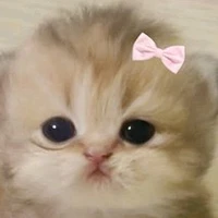 t/g đẹp gái ✨💅