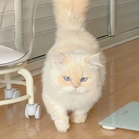 cạp cạp