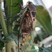 tác giả Ve cute:)))