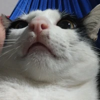 Tác Giả Loading......⭕