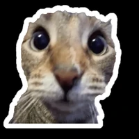 đ/g
