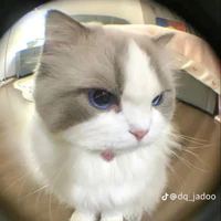 tgia dangiuu