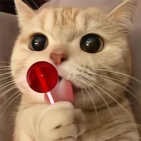 Mèo con