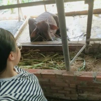 con tác giả 