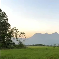 bé bông